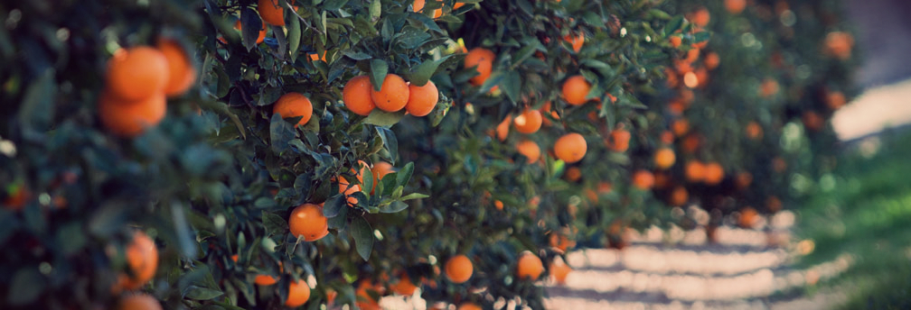 Portocale Valencia Late – soi de înaltă calitate